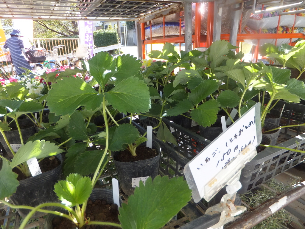 f:id:MAIKALFUJIO:20181022202532j:plain