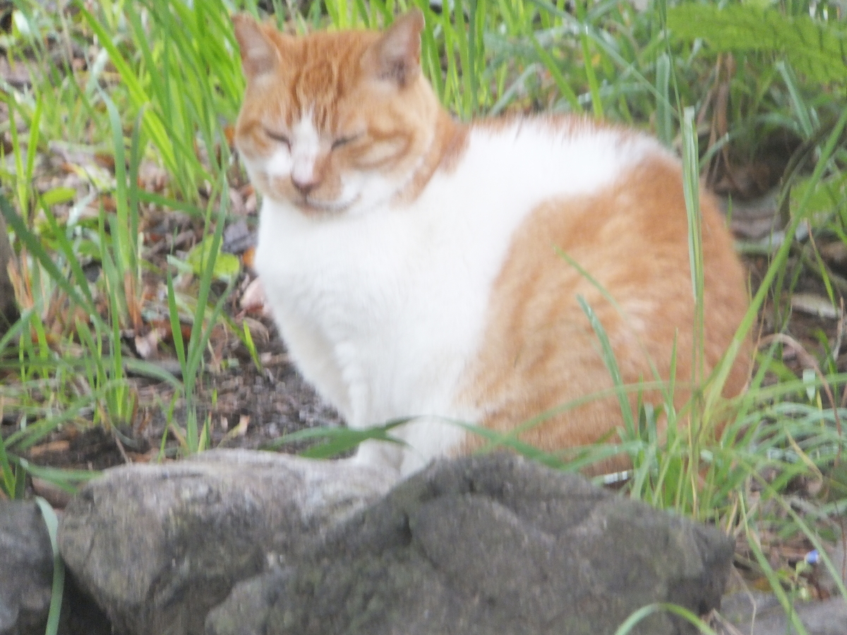 f:id:MAIKALFUJIO:20191015202909j:plain f:id:MAIKALFUJIO:20191015202909j:plain