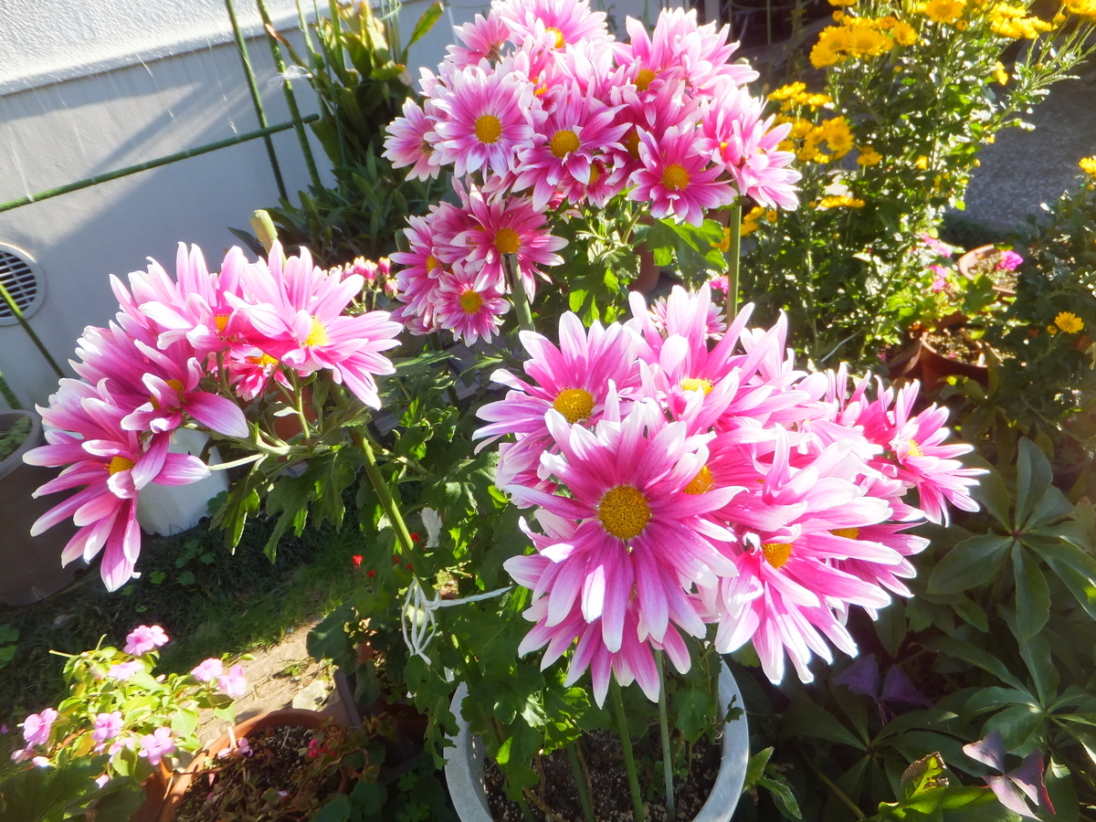 f:id:MAIKALFUJIO:20191115202512j:plain