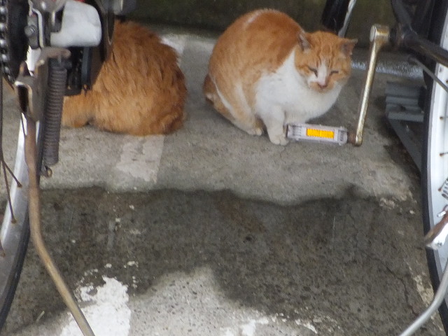 f:id:MAIKALFUJIO:20210302203320j:plain