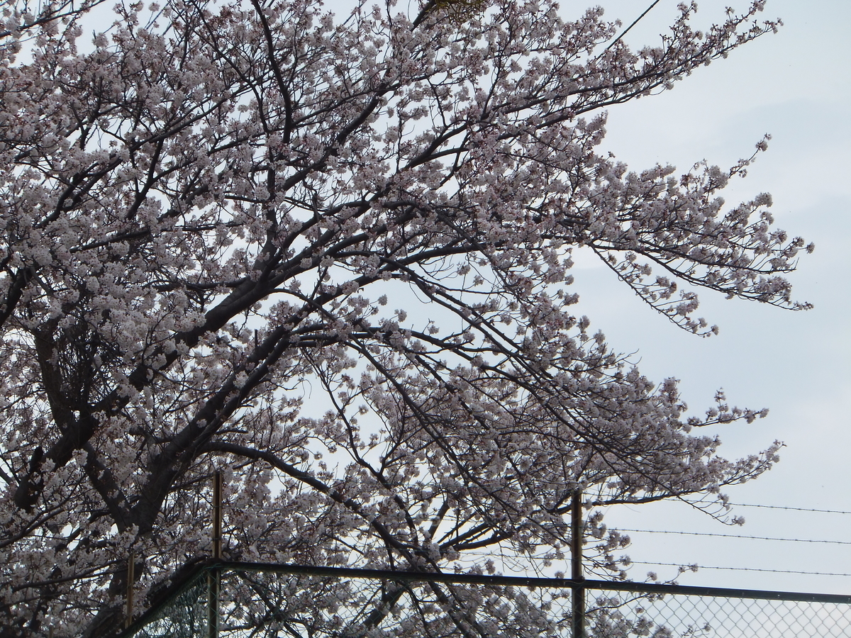 f:id:MAIKALFUJIO:20210328205556j:plain