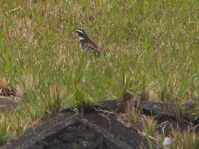 f:id:MAIKALFUJIO:20210328210146j:plain