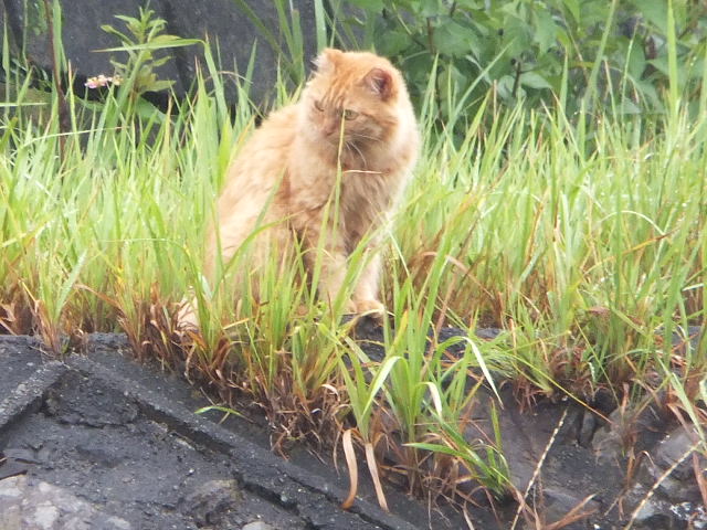 f:id:MAIKALFUJIO:20210819210750j:plain