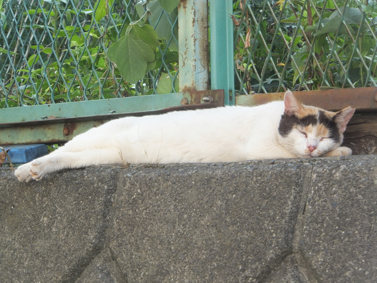 f:id:MAIKALFUJIO:20210827205650j:plain