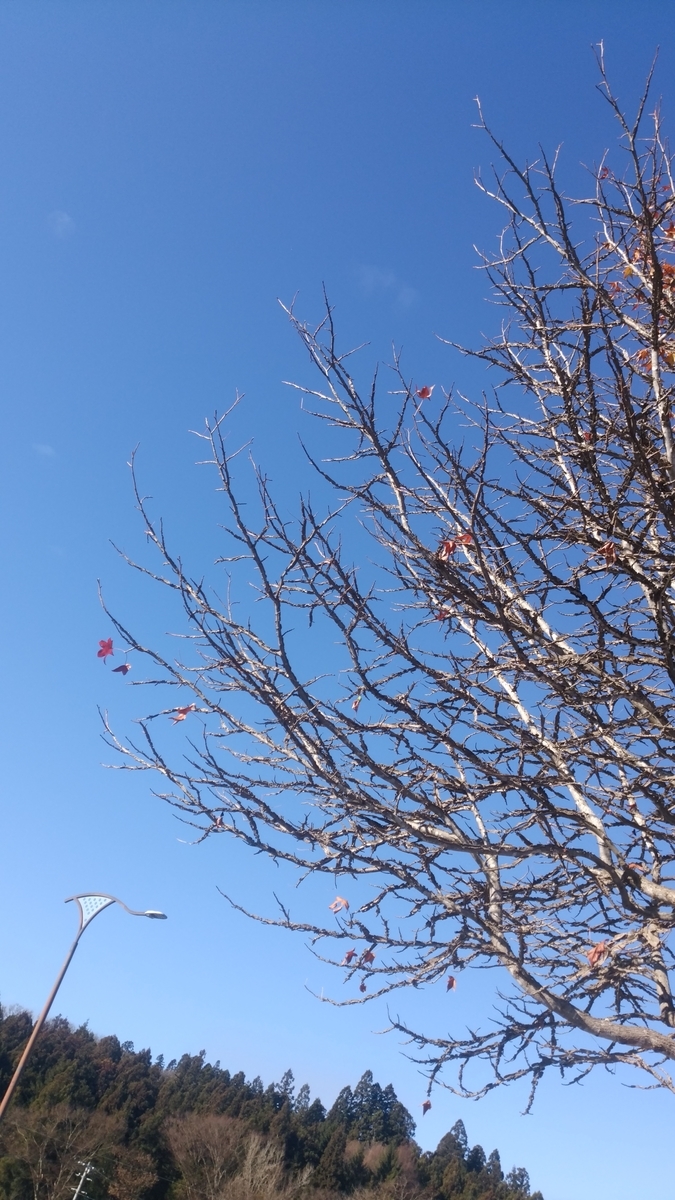 f:id:MAKRURY:20201206104516j:plain