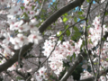 20090407123208