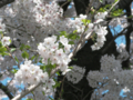 20090407123252