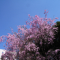 20090407125303