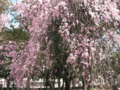 20090407130842