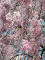 20090407131459