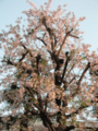 20090407171309