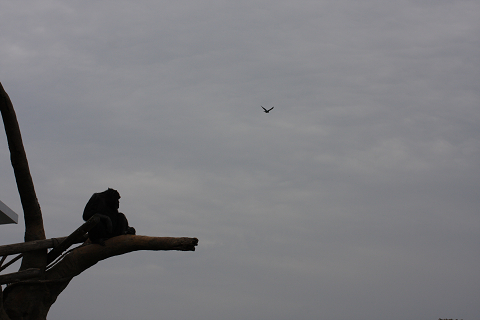 f:id:MAREOSIEV:20091025223056j:image