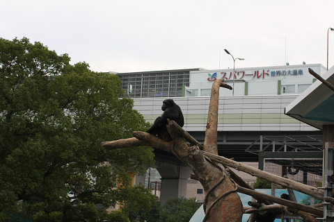 f:id:MAREOSIEV:20091025223058j:image