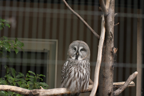 f:id:MAREOSIEV:20091025223114j:image