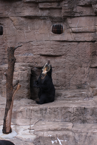 f:id:MAREOSIEV:20091025223203j:image