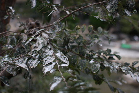 f:id:MAREOSIEV:20091104223823j:image