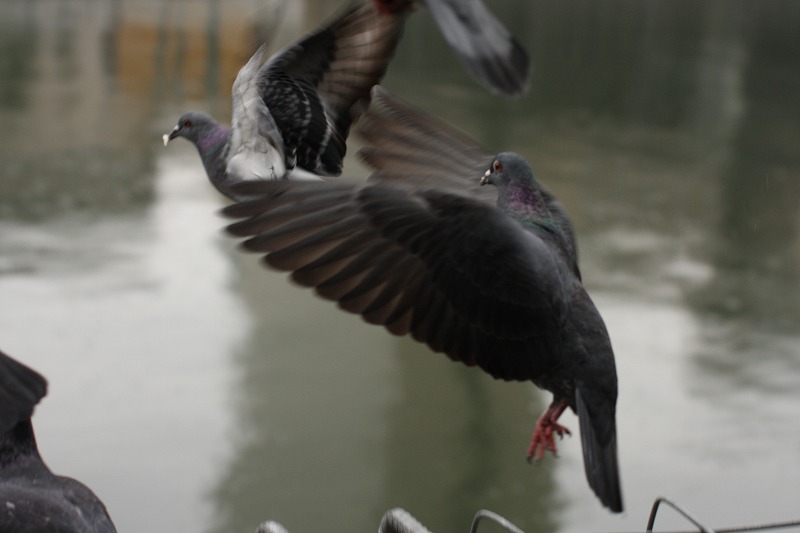 f:id:MAREOSIEV:20091123004902j:image f:id:MAREOSIEV:20091123004902j:image