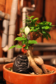 20100704011748