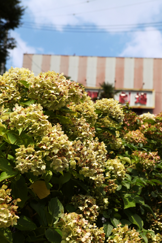 f:id:MAREOSIEV:20100816131529j:image f:id:MAREOSIEV:20100816131529j:image