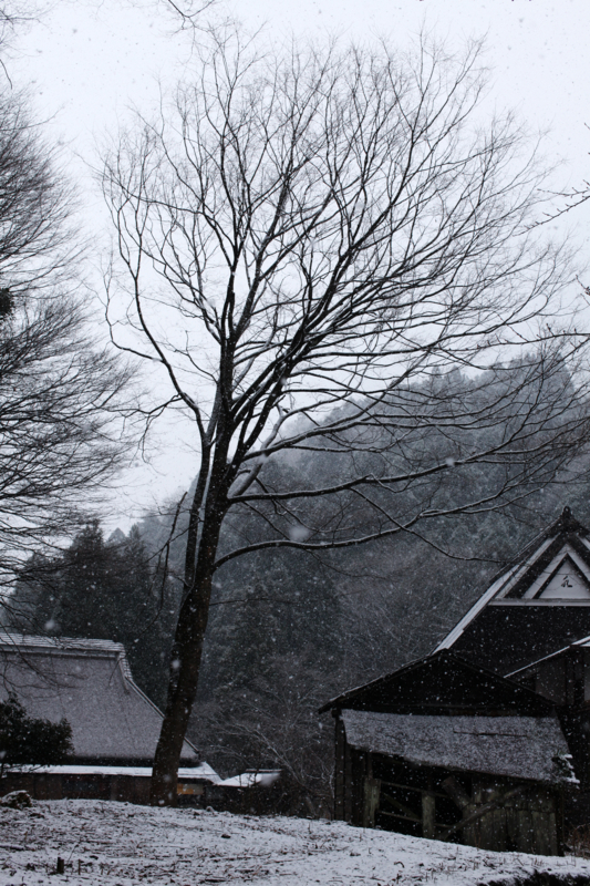 f:id:MAREOSIEV:20101230111512j:image