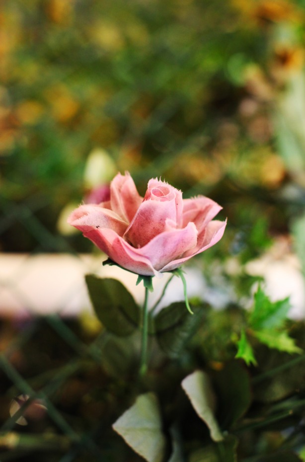 f:id:MAREOSIEV:20110528211948j:image f:id:MAREOSIEV:20110528211948j:image