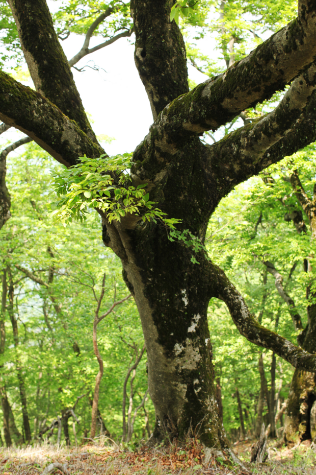 f:id:MAREOSIEV:20110604110640j:image