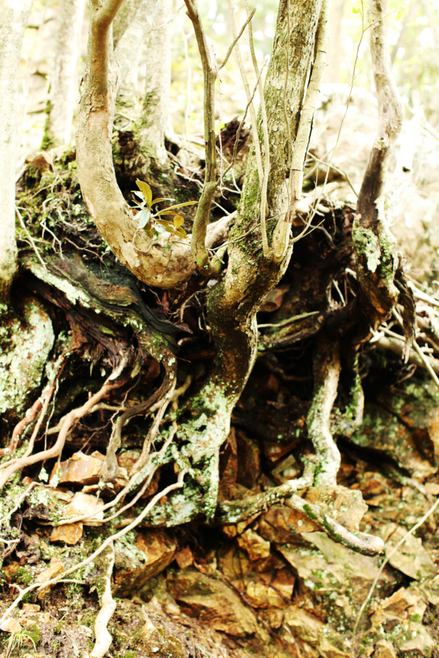 f:id:MAREOSIEV:20110604113524j:image