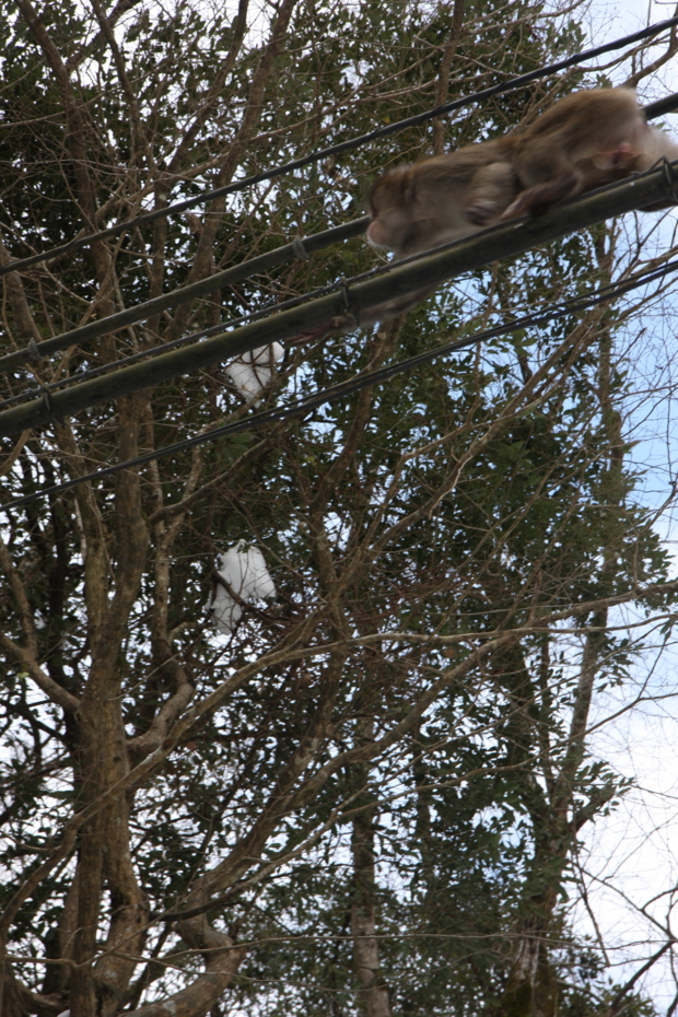 f:id:MAREOSIEV:20111230111046j:image f:id:MAREOSIEV:20111230111046j:image