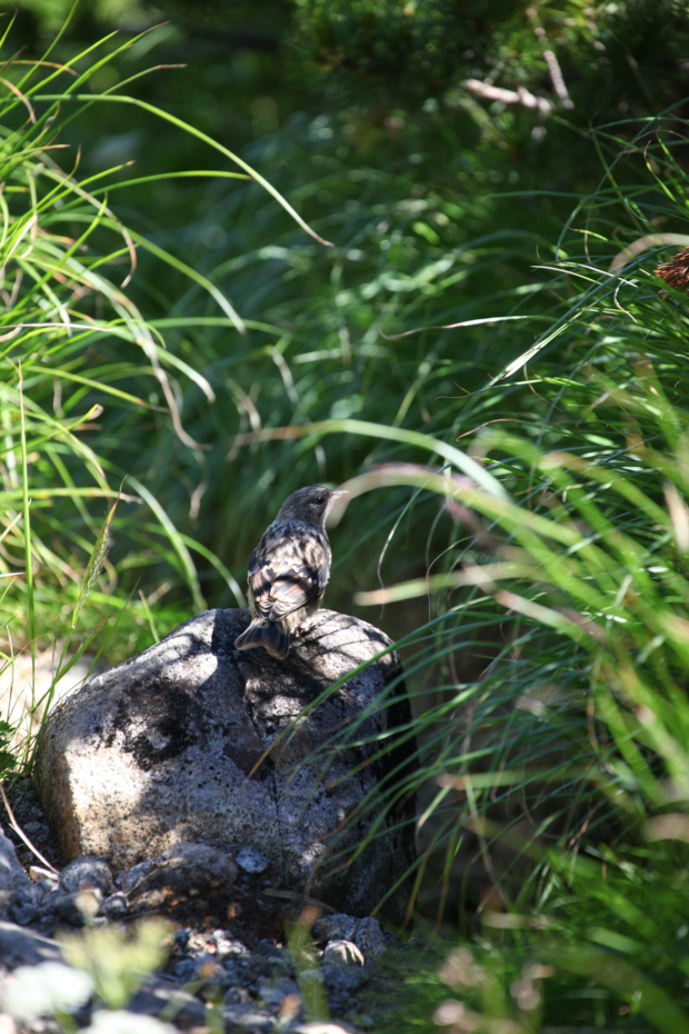 f:id:MAREOSIEV:20120818181543j:image