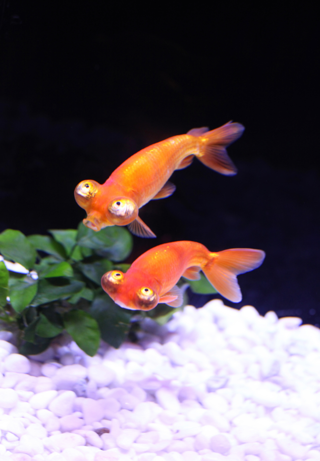 f:id:MAREOSIEV:20130114174228j:image