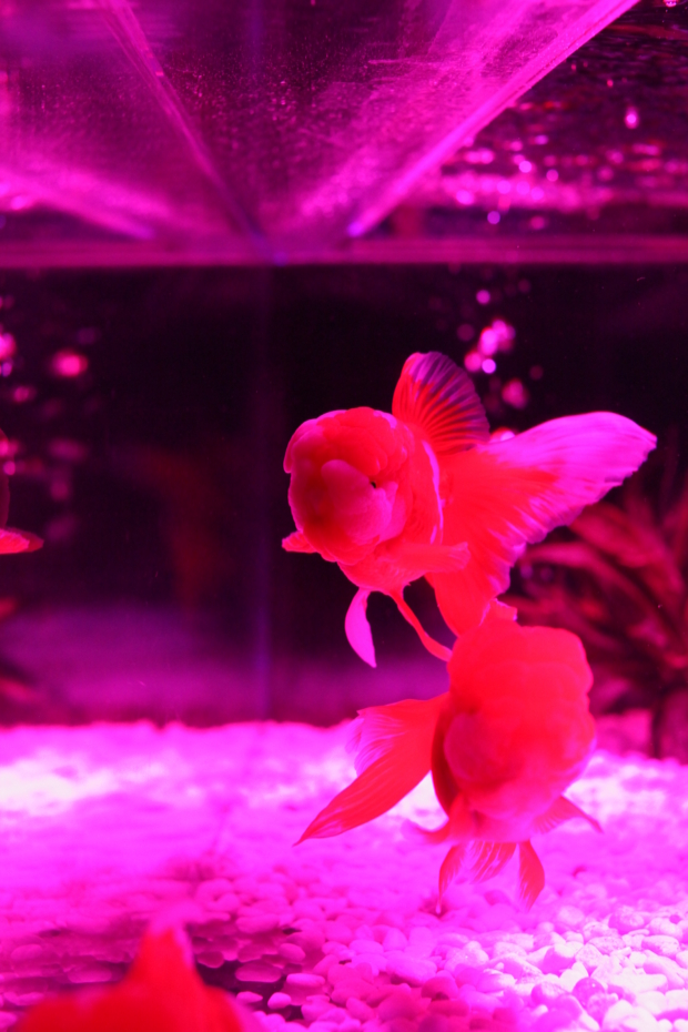 f:id:MAREOSIEV:20130114174230j:image