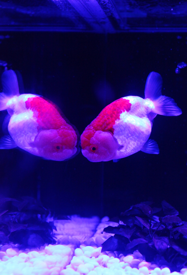 f:id:MAREOSIEV:20130114174237j:image