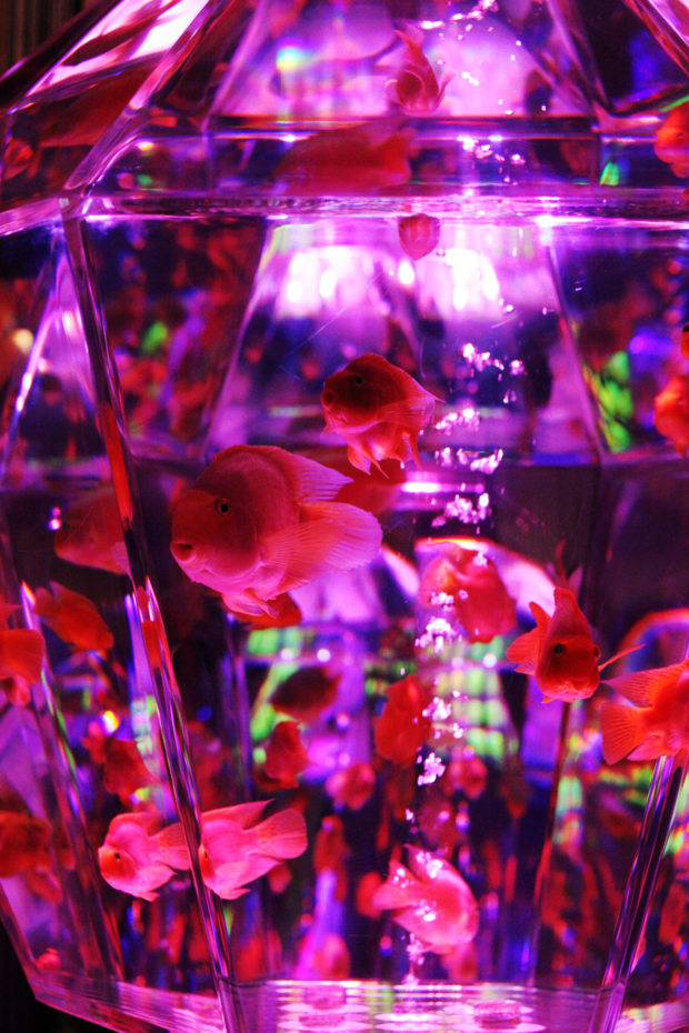 f:id:MAREOSIEV:20130114174248j:image