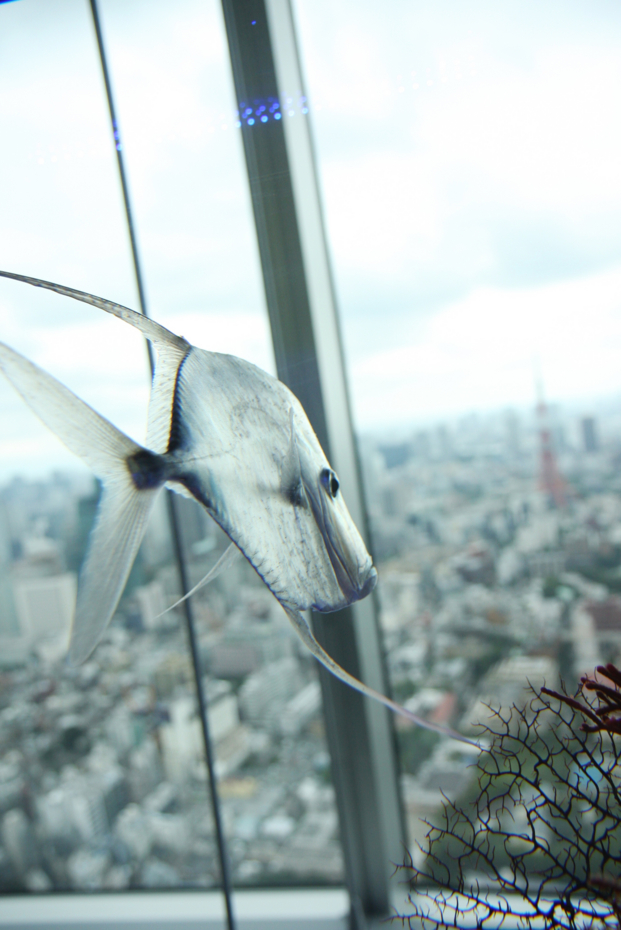f:id:MAREOSIEV:20130120194956j:image