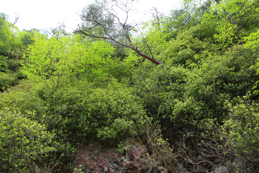 f:id:MAREOSIEV:20140512230855j:plain