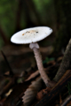 20141005235218