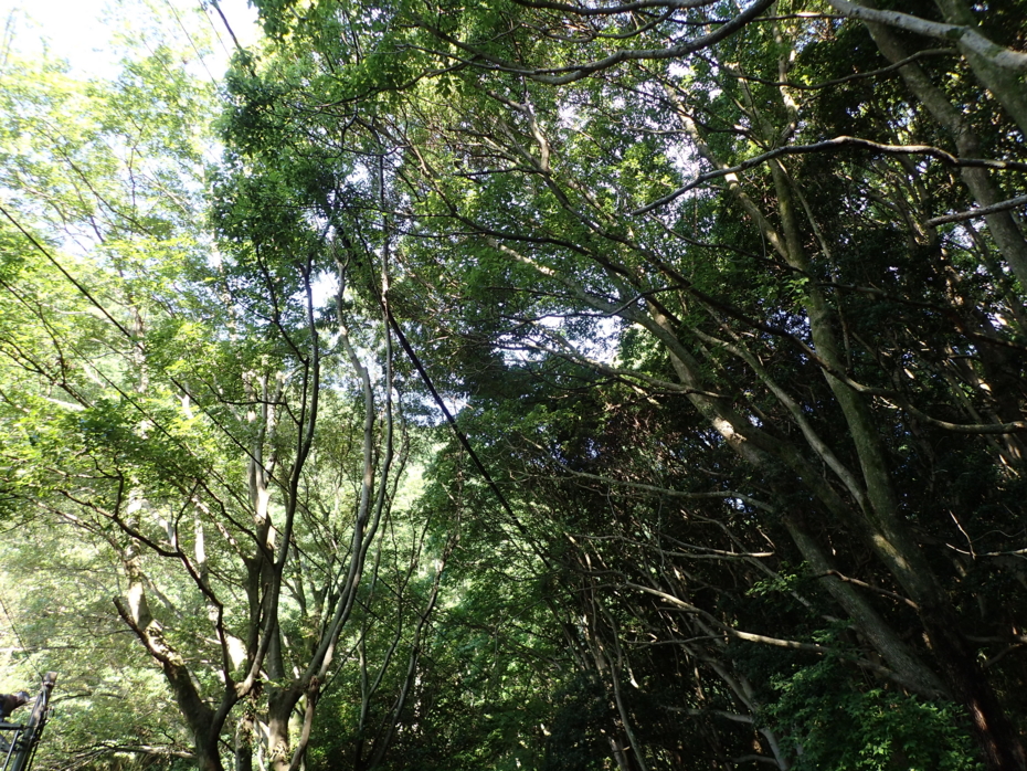 f:id:MAREOSIEV:20150607175357j:plain