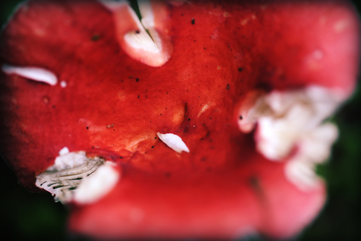 f:id:MAREOSIEV:20150924144808j:plain f:id:MAREOSIEV:20150924144808j:plain