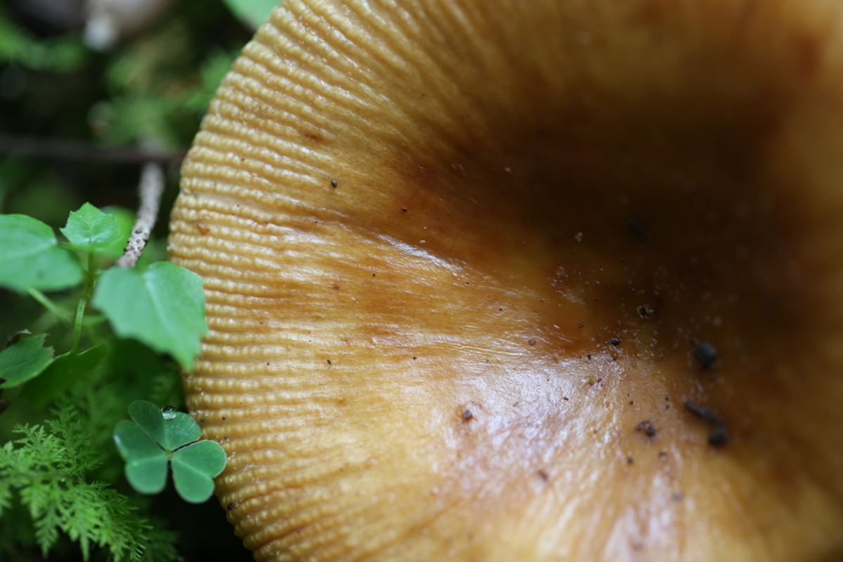 f:id:MAREOSIEV:20150924144809j:plain f:id:MAREOSIEV:20150924144809j:plain