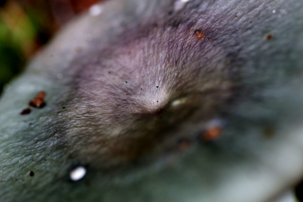f:id:MAREOSIEV:20150924144812j:plain f:id:MAREOSIEV:20150924144812j:plain