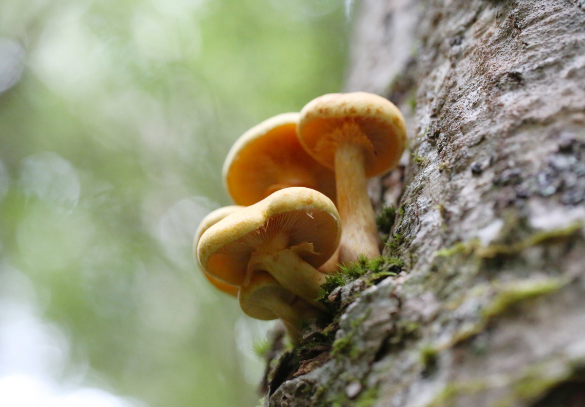 f:id:MAREOSIEV:20150924144818j:plain f:id:MAREOSIEV:20150924144818j:plain