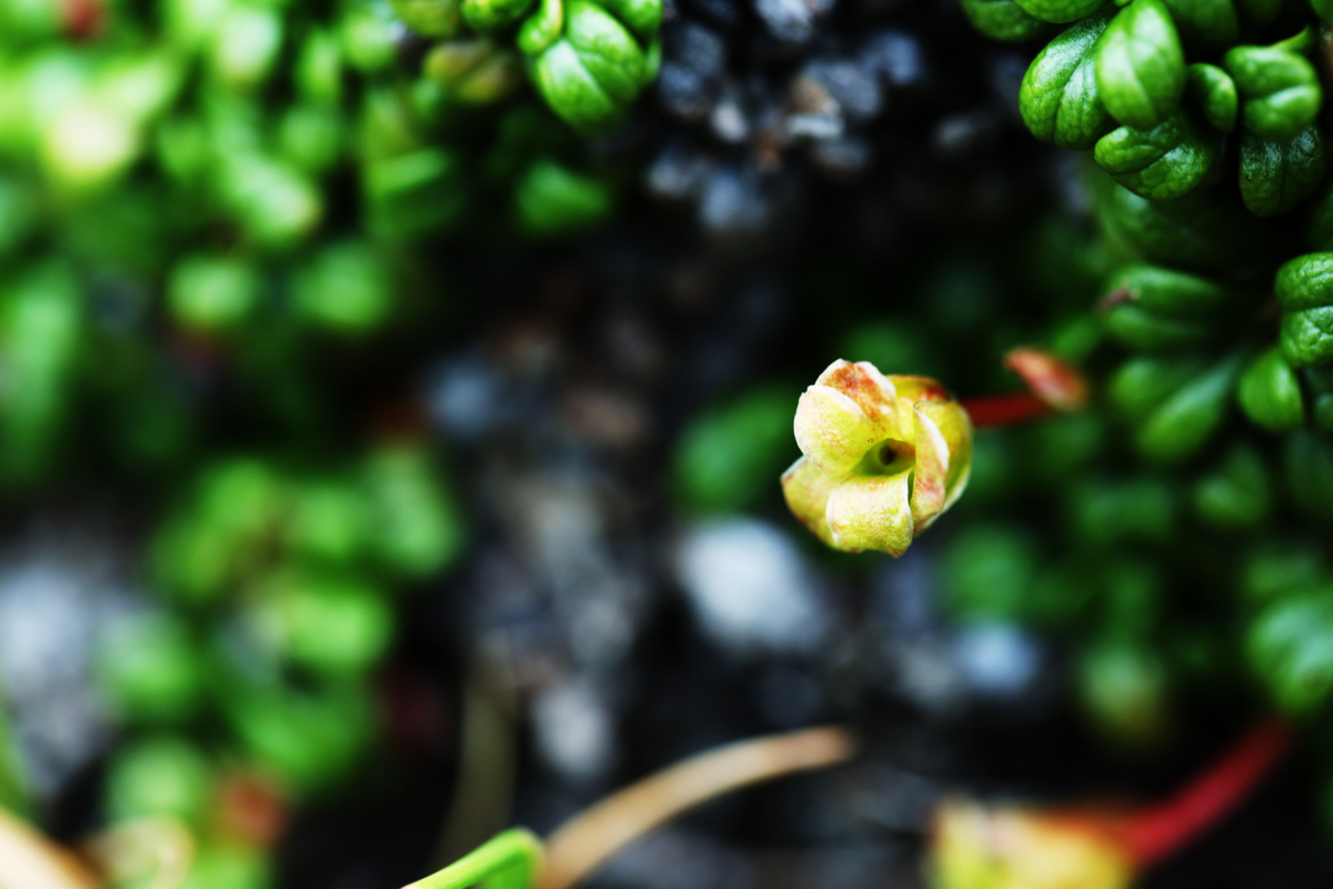f:id:MAREOSIEV:20150924155231j:plain