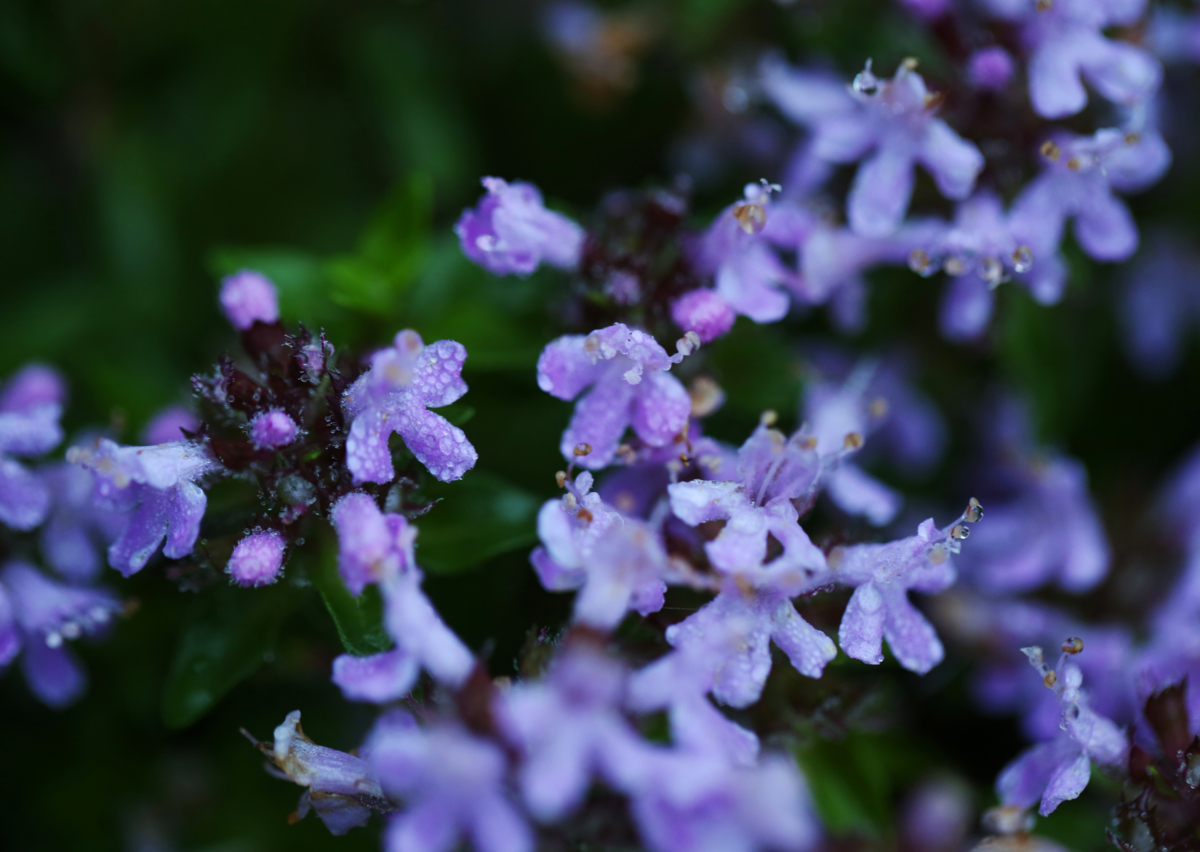 f:id:MAREOSIEV:20150924155253j:plain f:id:MAREOSIEV:20150924155253j:plain