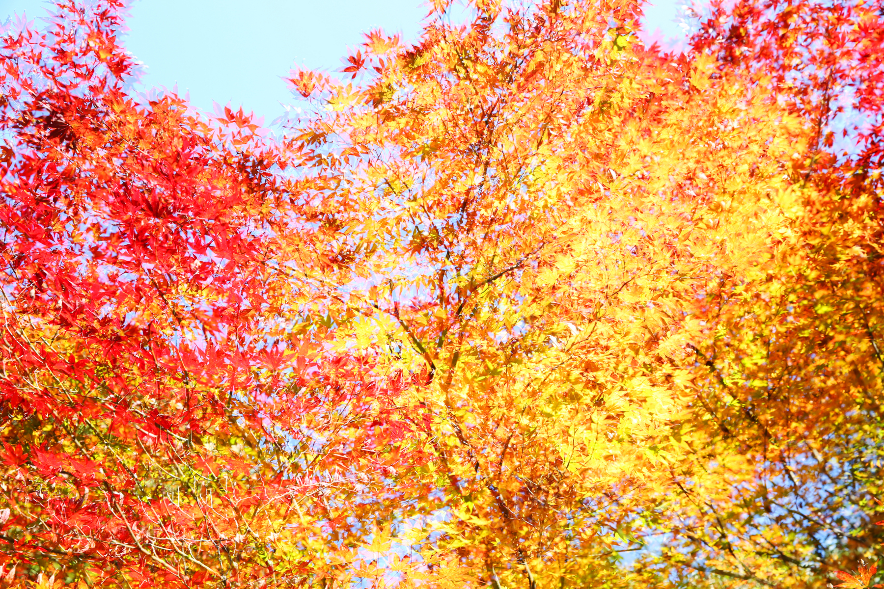 f:id:MAREOSIEV:20151121230340j:plain