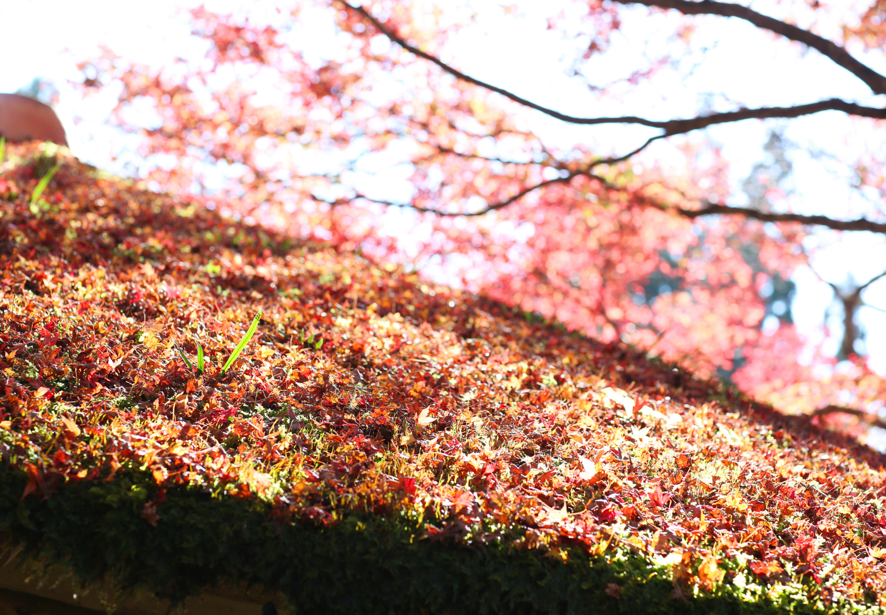 f:id:MAREOSIEV:20151121230344j:plain