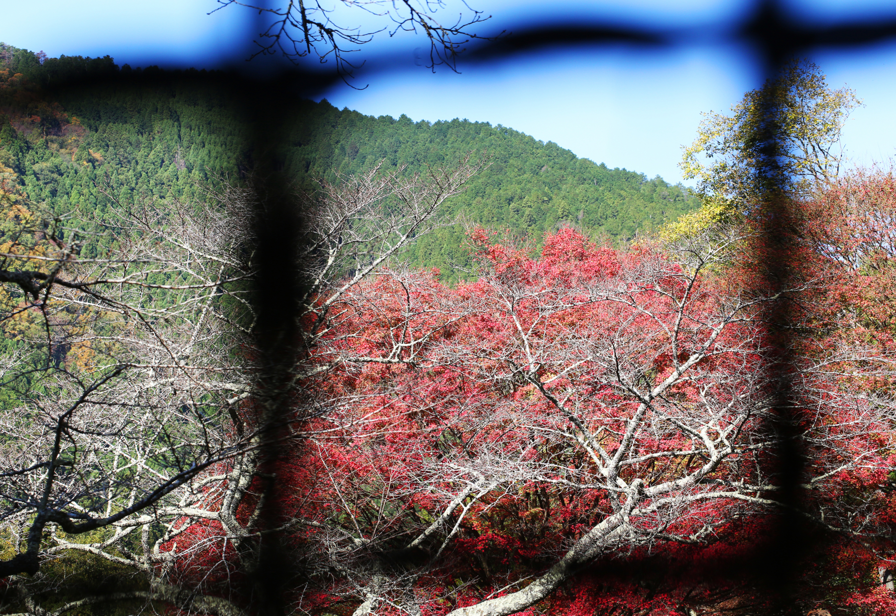 f:id:MAREOSIEV:20151121230353j:plain