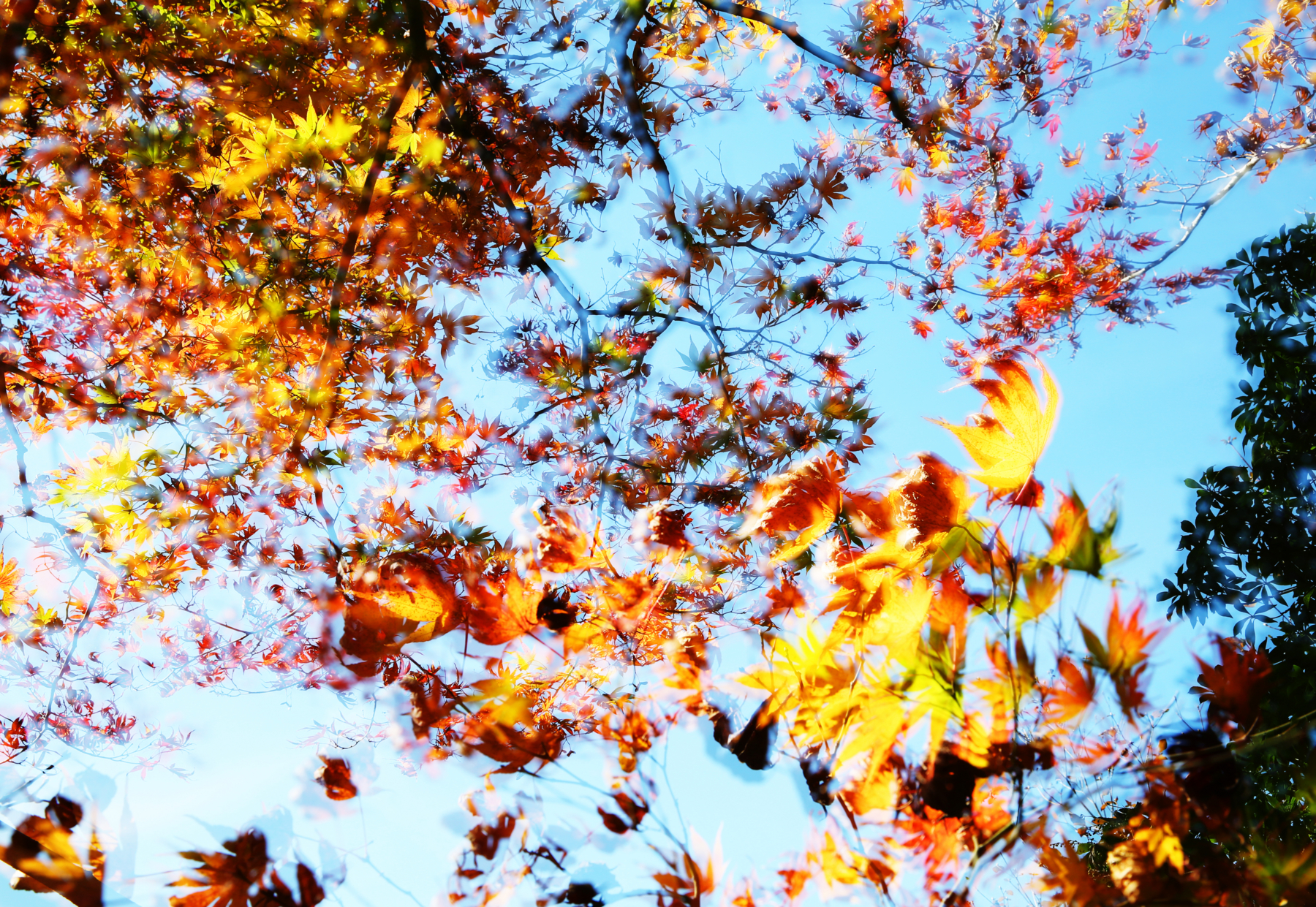 f:id:MAREOSIEV:20151121230358j:plain