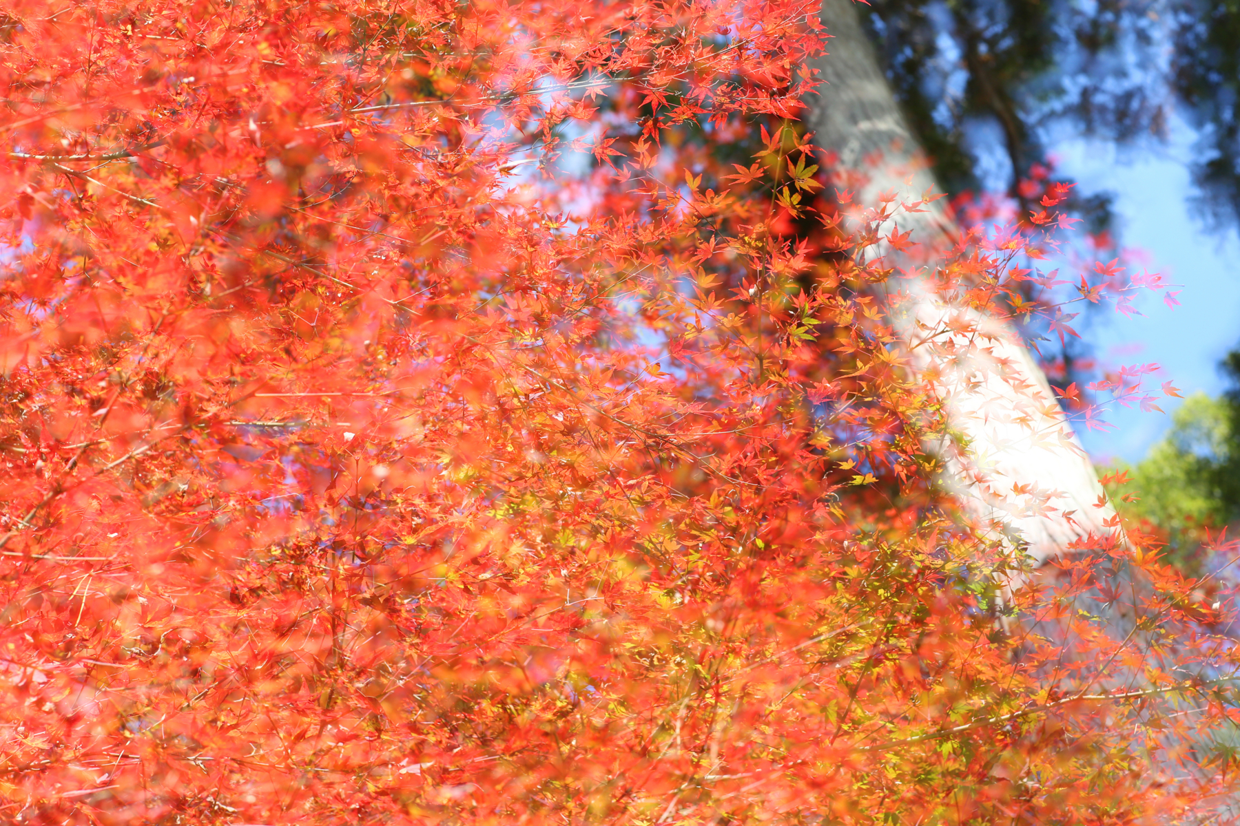f:id:MAREOSIEV:20151213134246j:plain