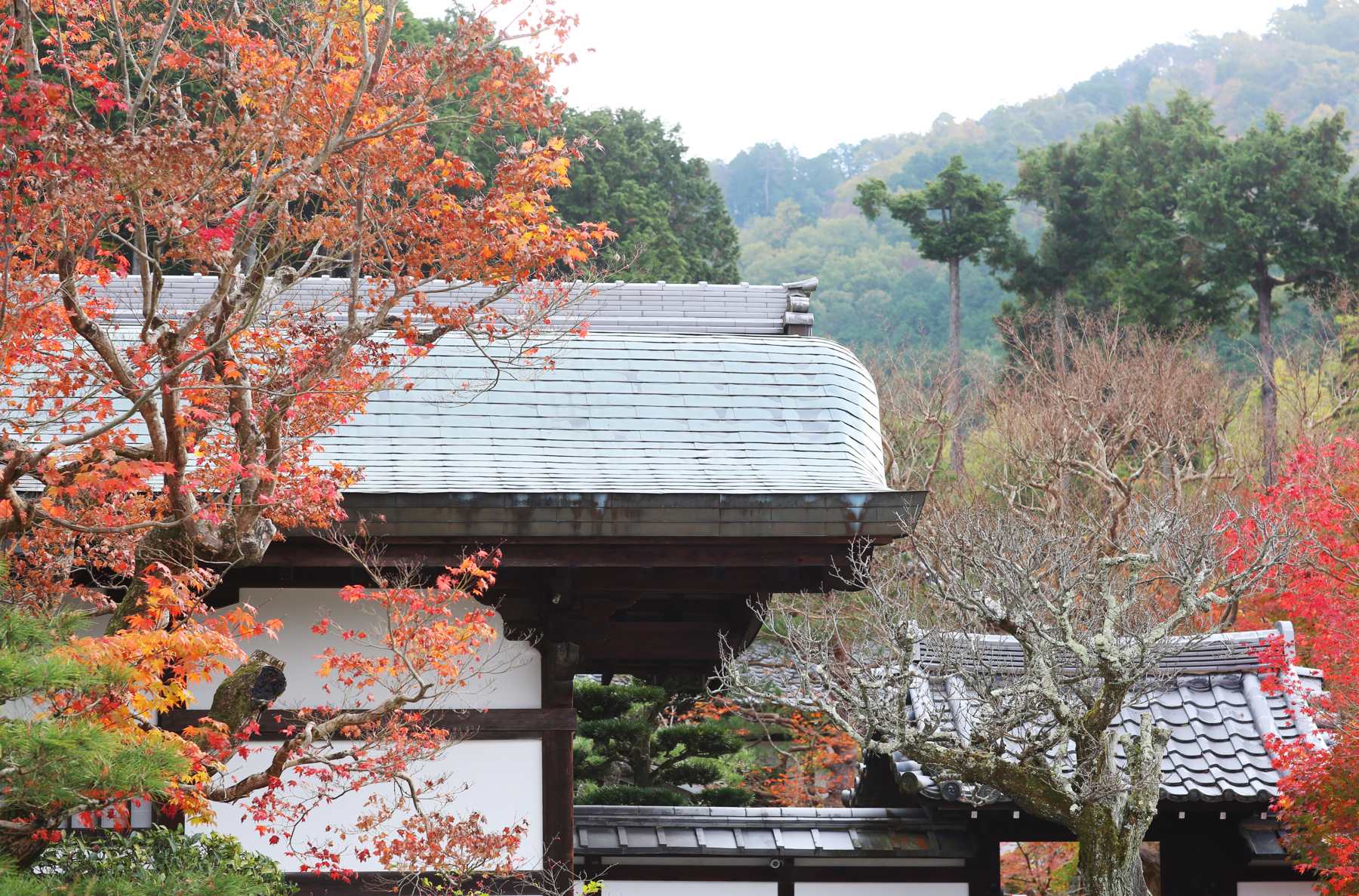 f:id:MAREOSIEV:20151220104052j:plain f:id:MAREOSIEV:20151220104052j:plain