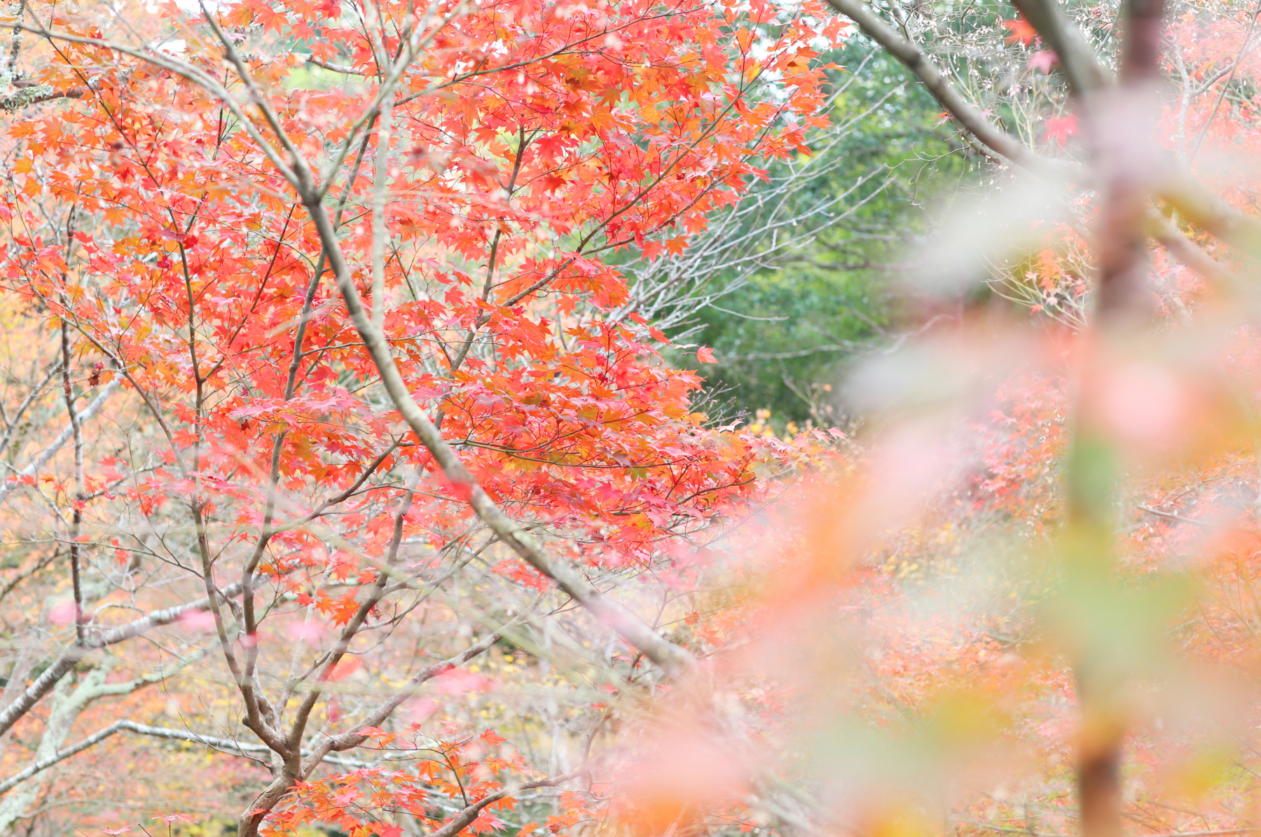 f:id:MAREOSIEV:20151220104054j:plain f:id:MAREOSIEV:20151220104054j:plain